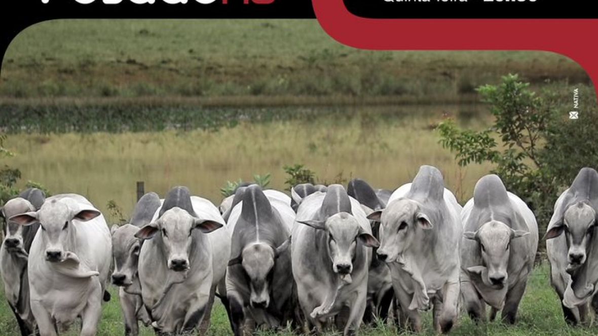 Está chegando o Leilão Peso Pesado RG 