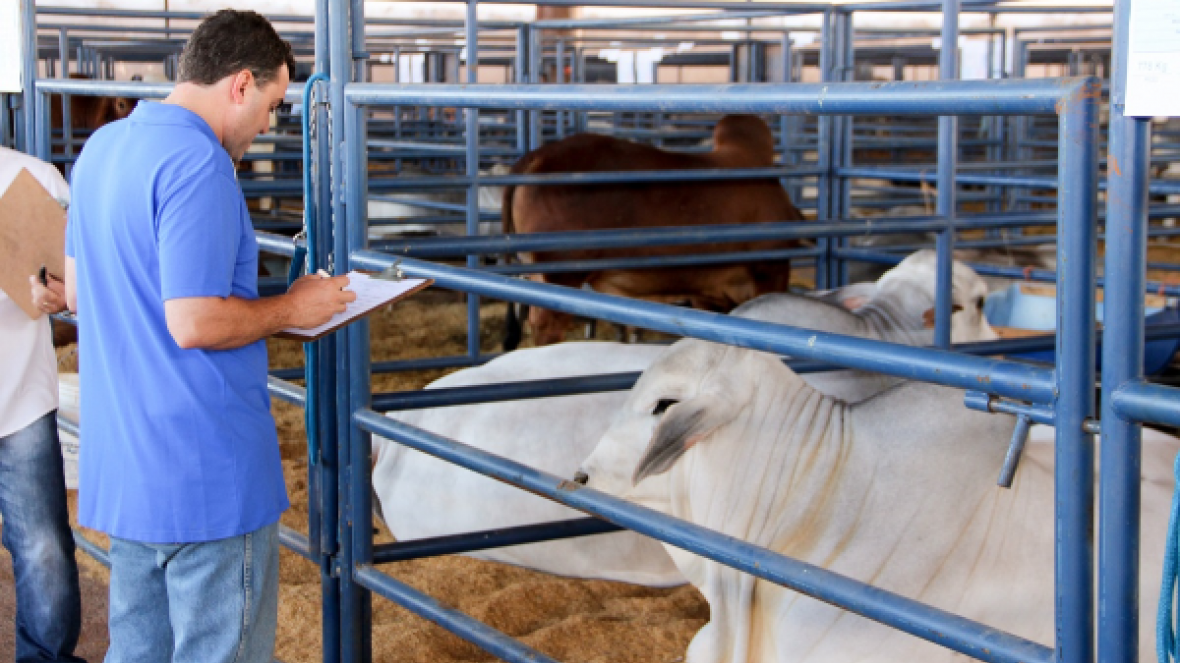 Centrais de Inseminação votam em touros do PNAT
