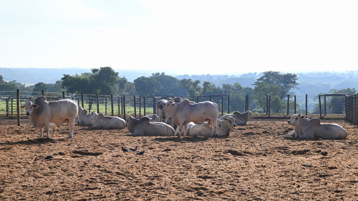 PNAT 2024: começou hoje (15) o Teste de Desempenho e Eficiência Alimentar (TDEA)