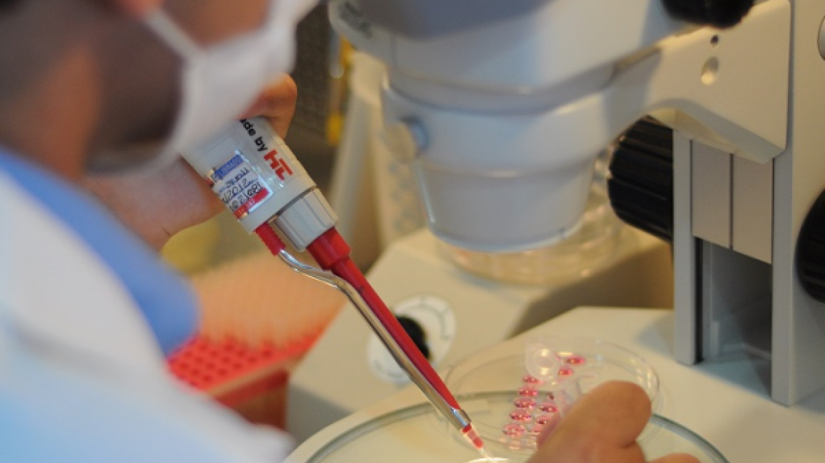 Brasil está apto a exportar embriões bovinos in vitro para o Paraguai