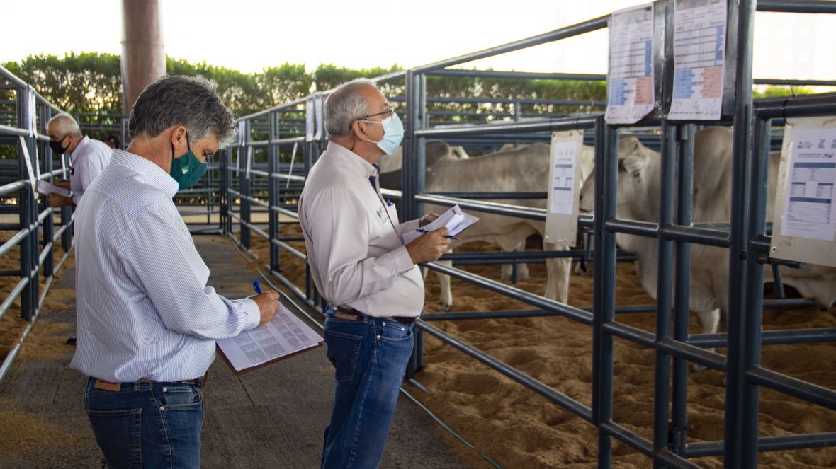ExpoGenética 2021: Votação de touros do PNAT 2021 marca programação desta quarta (18)
