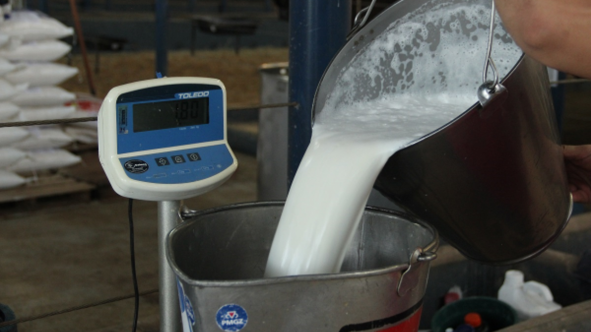 ExpoGenética 2019: Período de adaptação do '6° Concurso Leiteiro de Fazenda' começou no sábado (20)