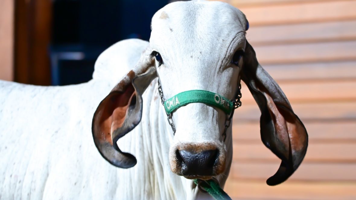 91ª ExpoZebu: leilões superam R$ 200 milhões em faturamento