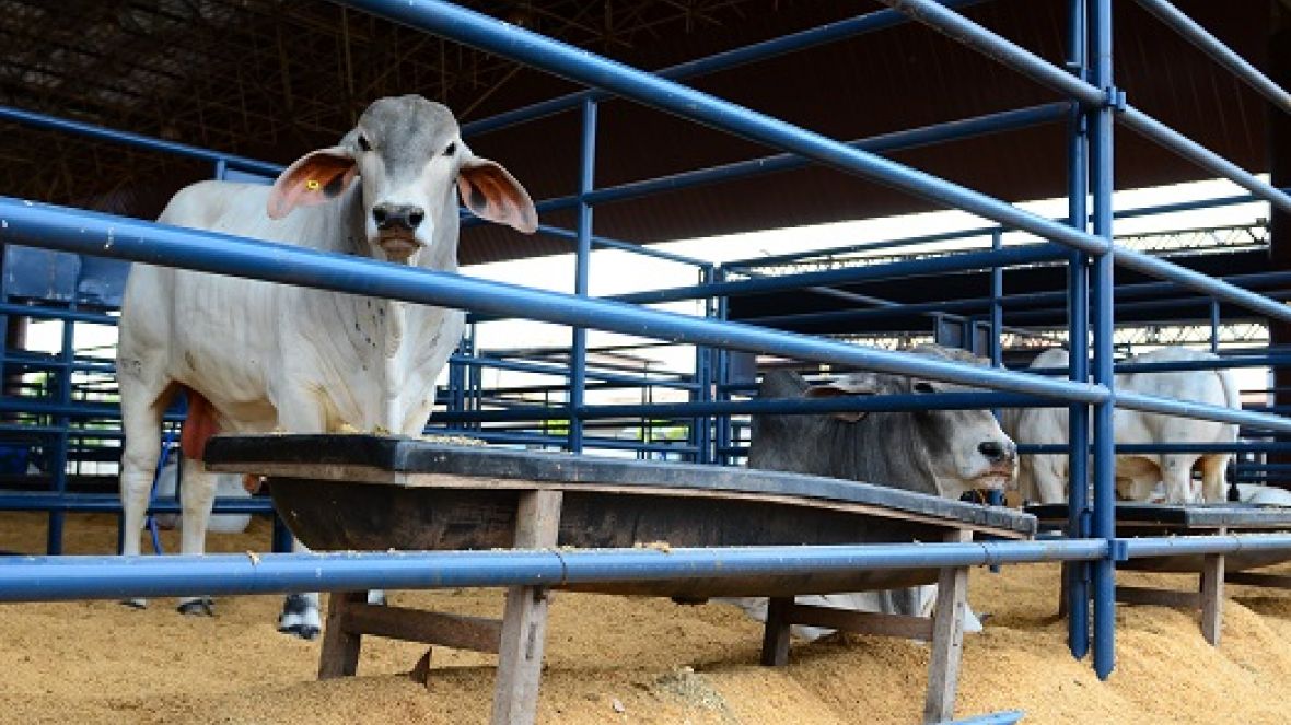 ExpoGenética 2019: Quarta-feira (21) será marcada por avaliações do PNAT