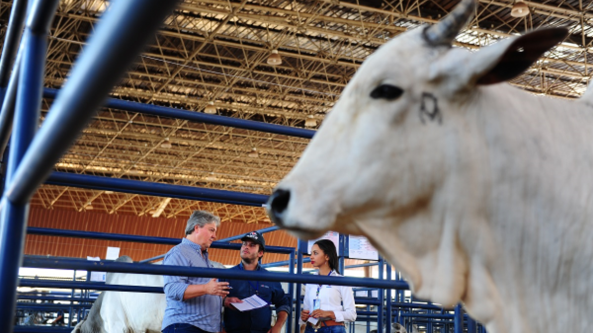 ExpoGenética 2019: abertas as inscrições para ?Prêmio Matriz Cláudio Sabino Carvalho? 