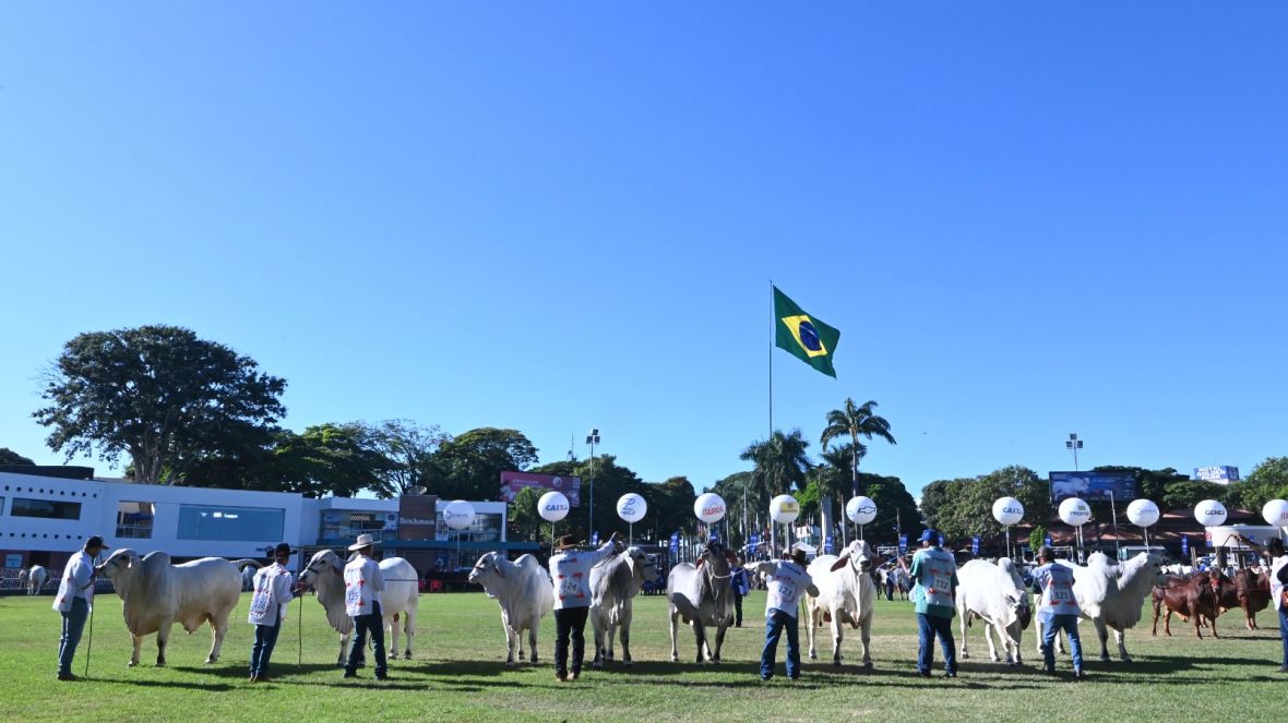 90ª ExpoZebu: 1900 animais já estão inscritos na maior feira de gado Zebu do mundo