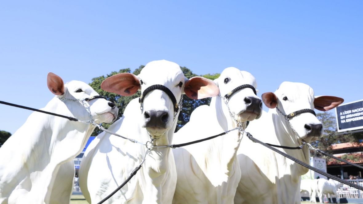 Inscrições abertas para a ExpoZebu 2023