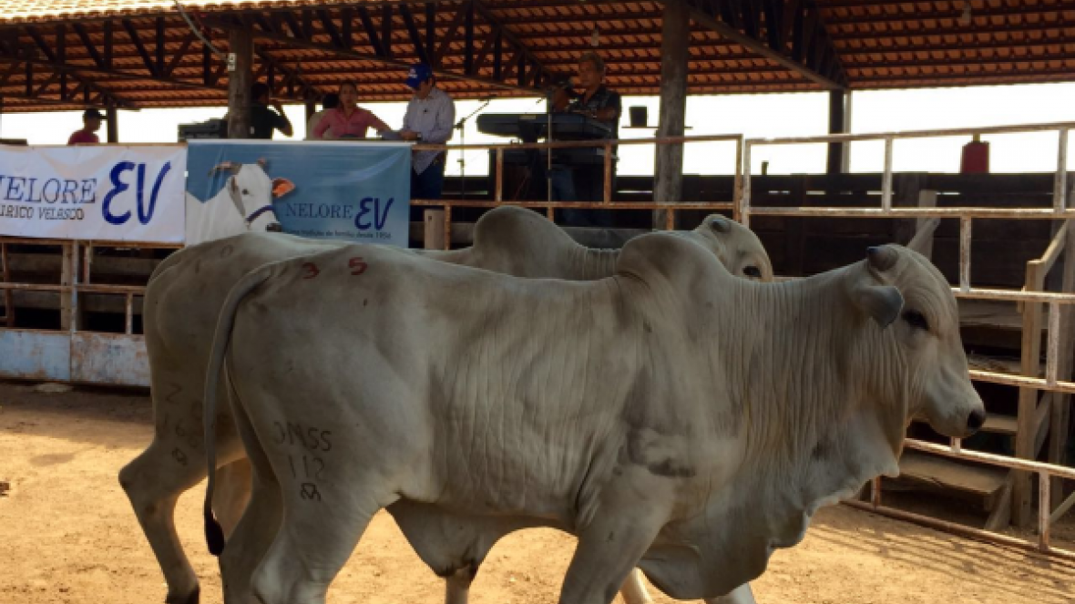 Estância Sobreiro sedia Dia de Campo do Pró-Genética e shopping de animais