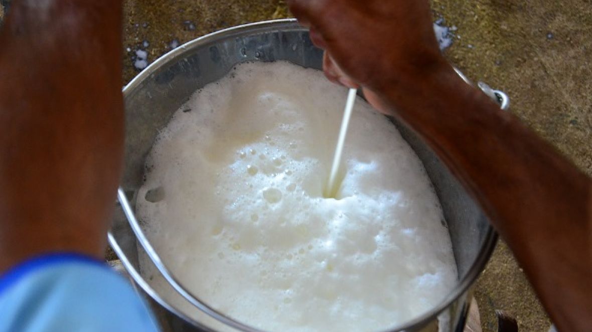 PMGZ disponibiliza Sistema de Avaliação Genética Leite 2015