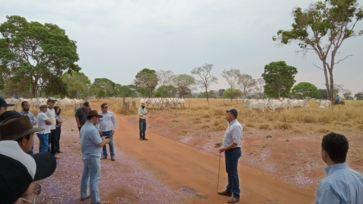 ABCZ e Fazenda Alvorada realizam 1º Dia de Campo com foco no PMGZ Corte e PMGZ Comercial