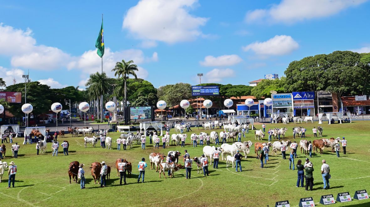 Confira os resultados dos campeonatos Matriz Modelo e Modelo Frigorífico