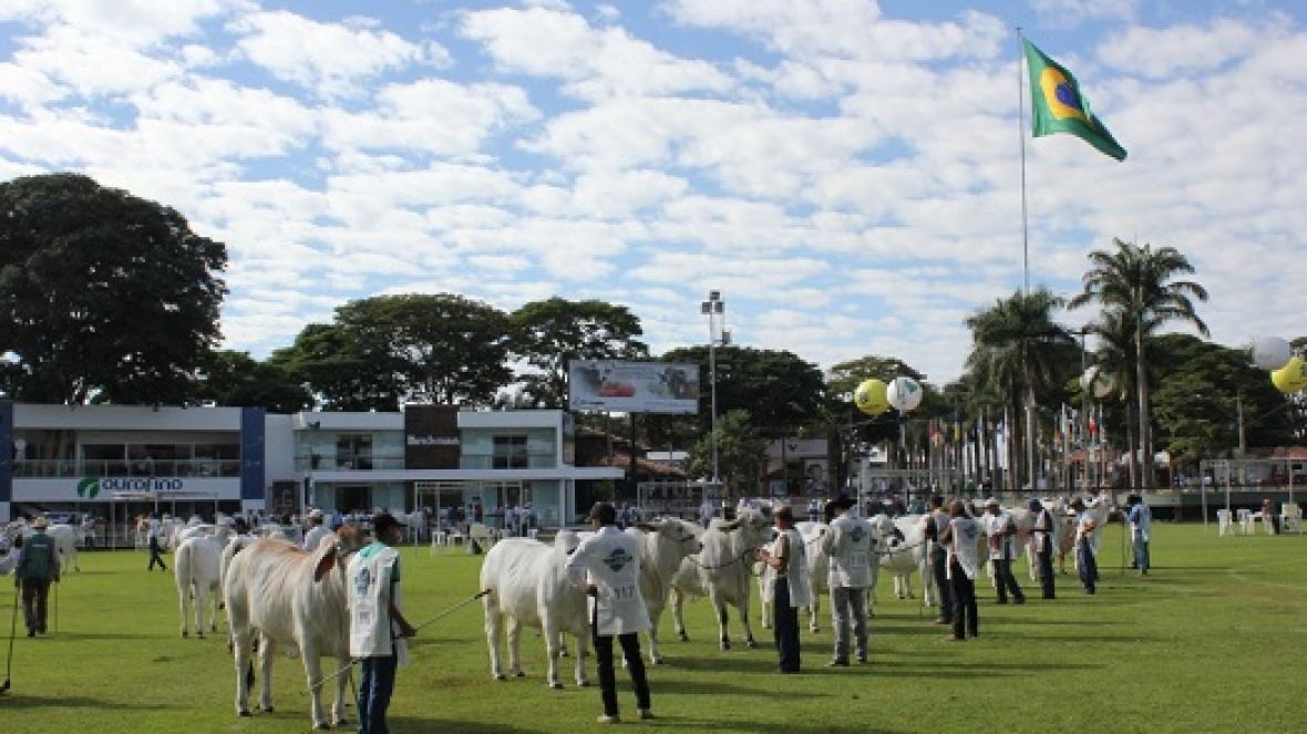 Retomada da ExpoZebu anima criadores de Brahman