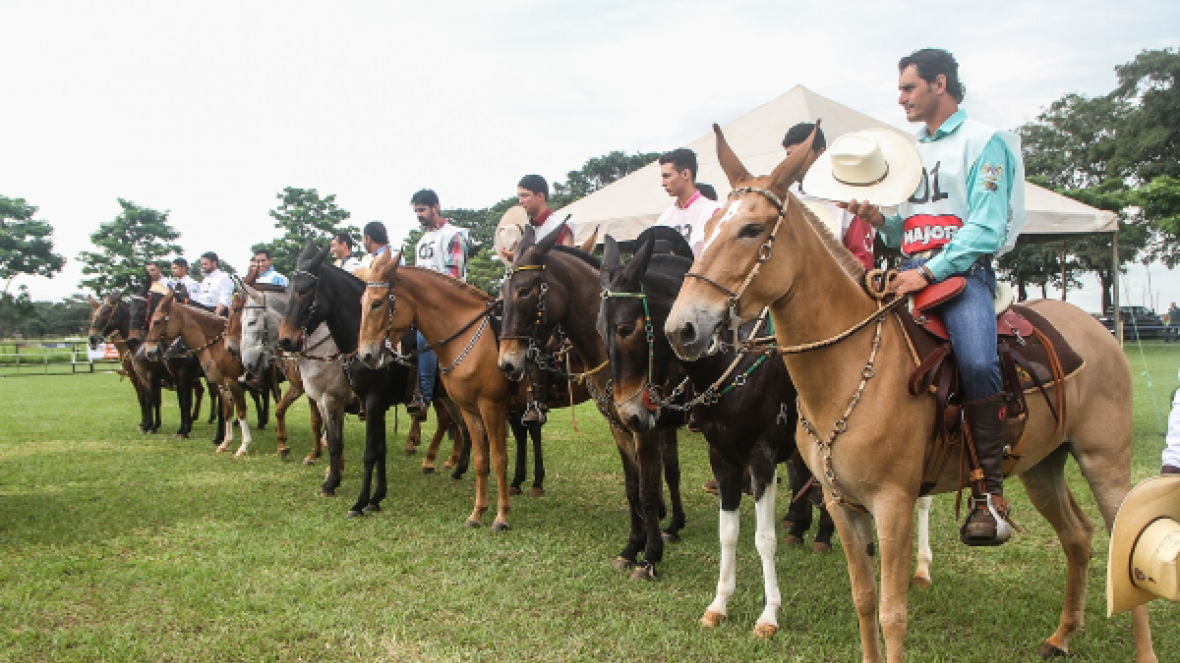 ABCZ realiza 1º Concurso de Marcha de Muares dentro da Equishow 2019