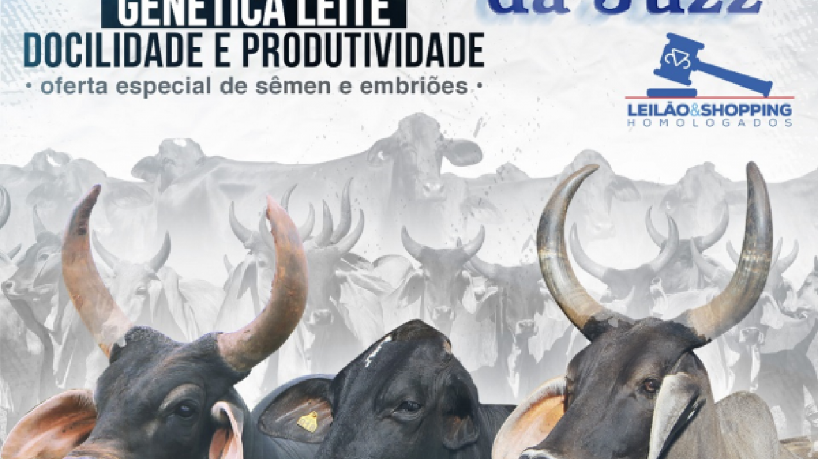 ?Leilão Virtual Guzerá da JUZZ? será realizado no próximo dia 12