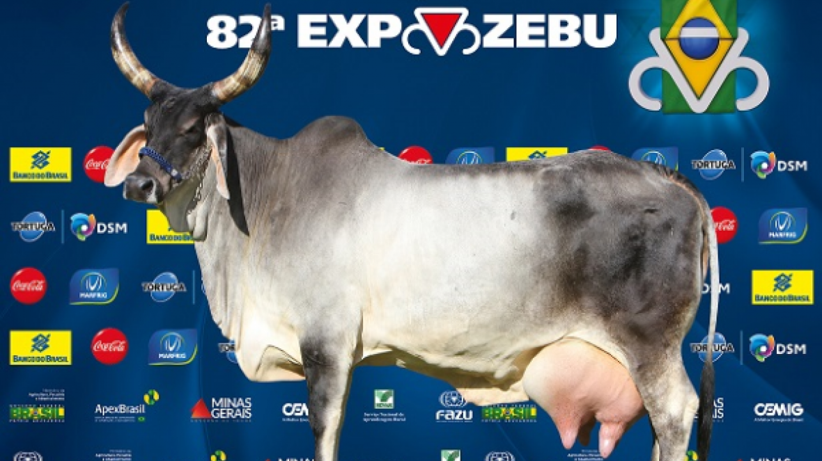 Vaca Guzerá bate recorde de produção de leite