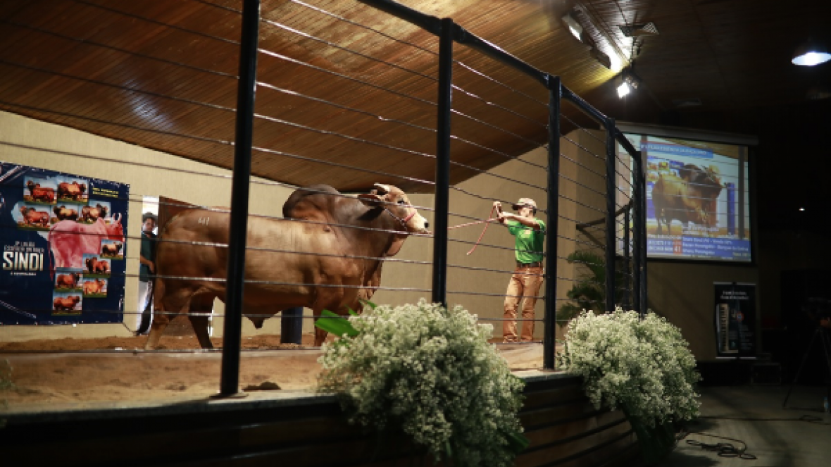 Faturamento dos Leilões da ExpoZebu já se aproxima de R$ 28 milhões