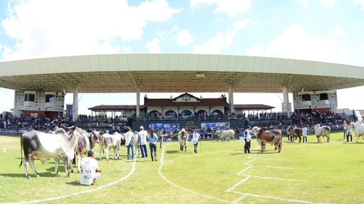ExpoZebu: domingo será marcado pelo início dos julgamentos 