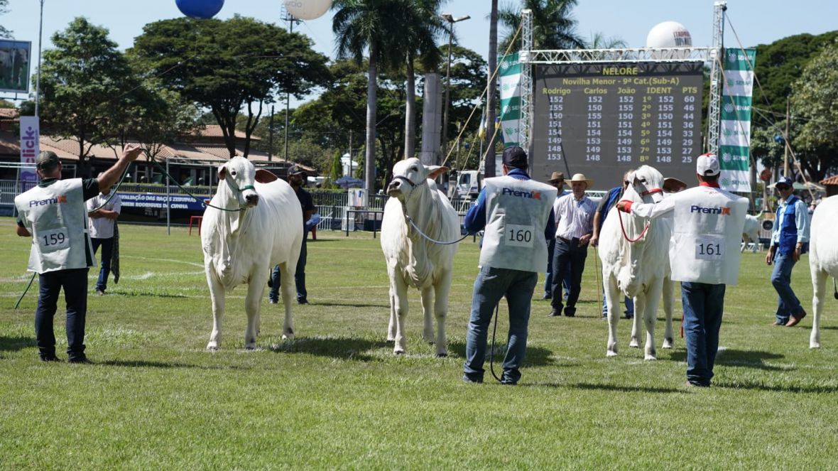 ExpoZebu: domingo é marcado por início dos julgamentos
