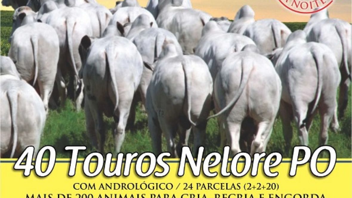 10º Leilão Nelore Fazenda Nativa ofertará reprodutores com genética comprovada