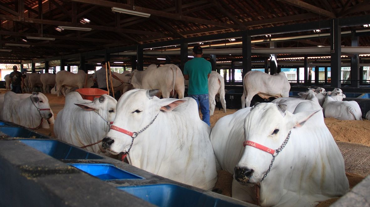 Primeiros animais da Expoinel Minas 2022 chegam ao Parque Fernando Costa