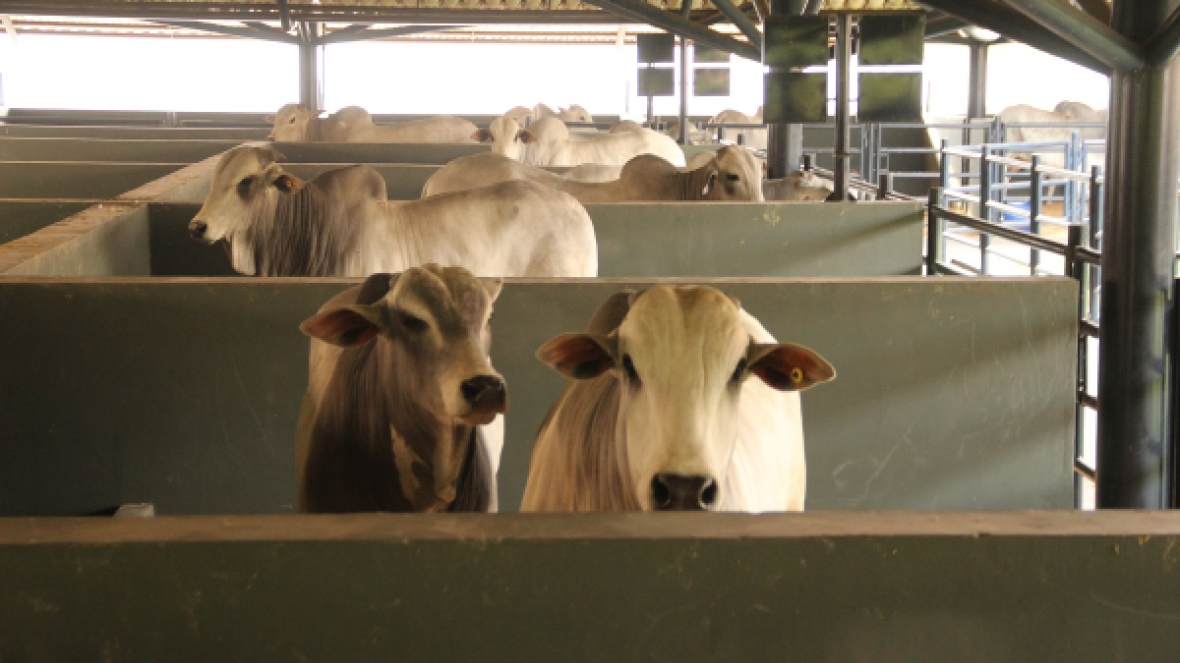 Animais da ExpoGenética 2017 começam a chegar ao Parque Fernando Costa