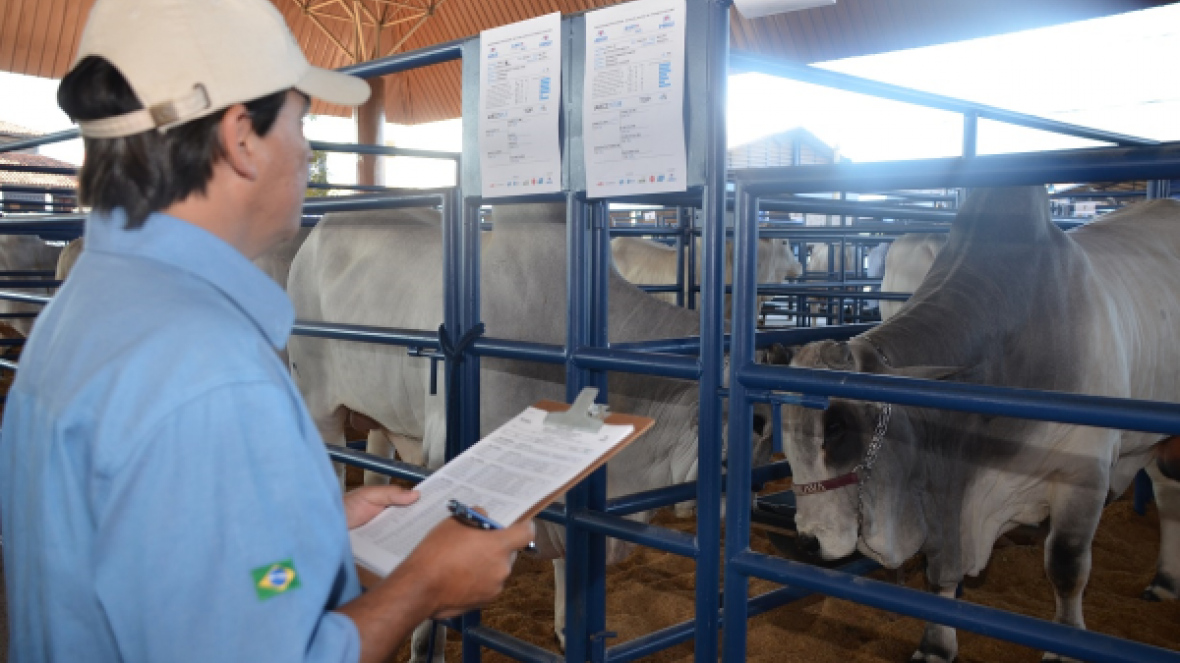 Seleção dos touros do PNAT 2016 começa amanhã