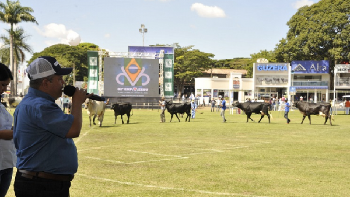 Guzolando desfila pela primeira vez na pista da ExpoZebu