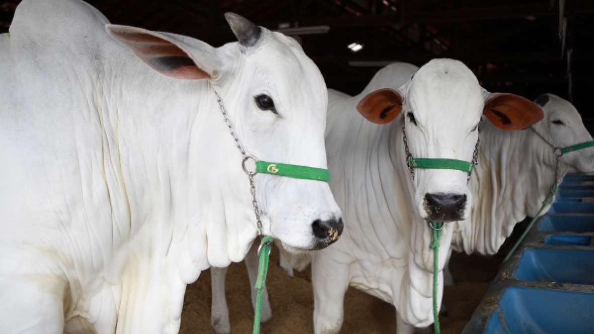 ExpoZebu 2019: Termina na próxima sexta (05) prazo para inscrever animais com desconto