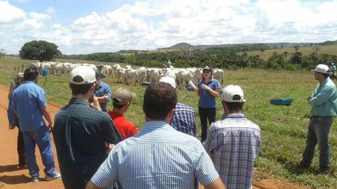 Dia de Campo apresenta melhoramento genético da raça nelore