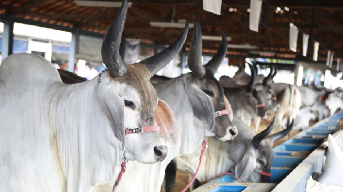ExpoZebu 2021: inscrições de animais começam nesta quinta (28)