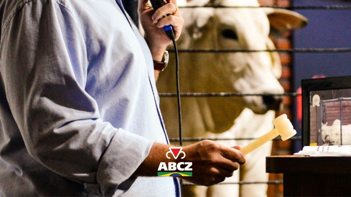 Leilões da 91ª ExpoZebu já faturaram mais de R$ 4,4 milhões