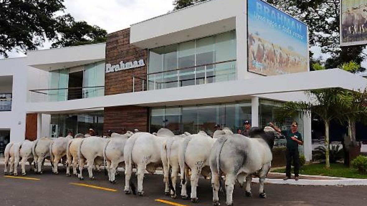 Começa julgamento da ExpoBrahman