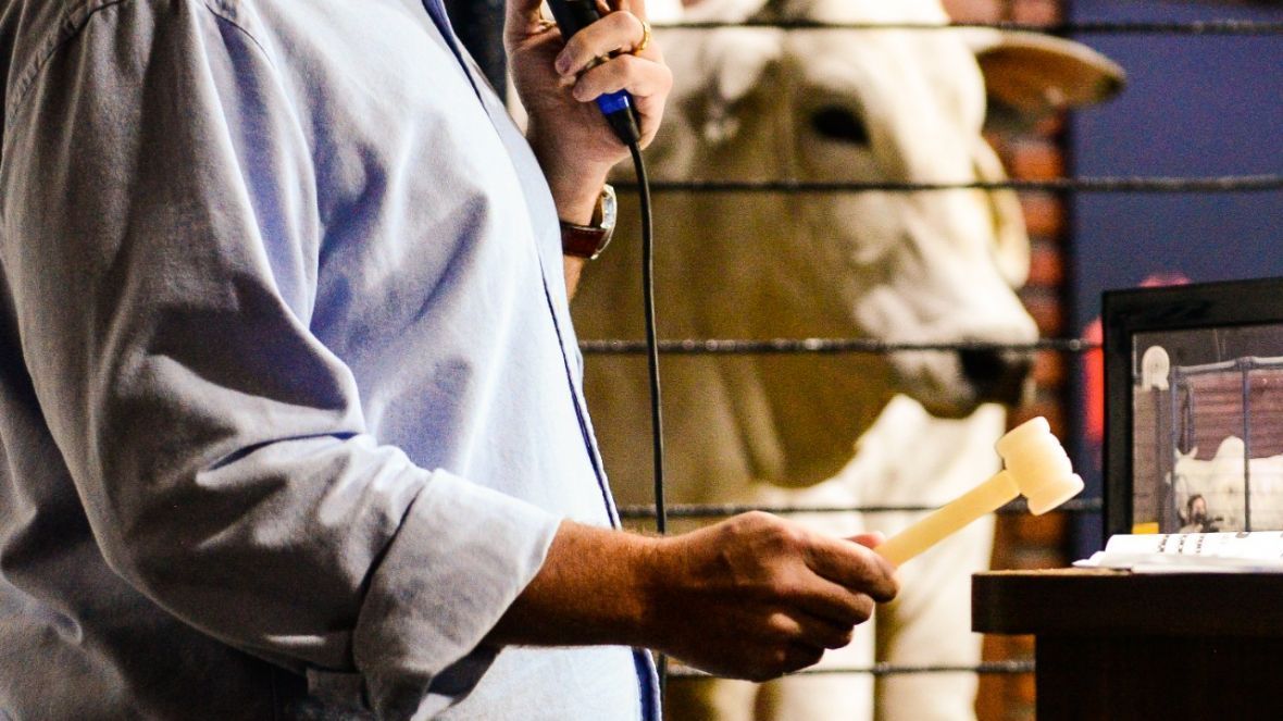 Agenda de leilões e shoppings da 90ª ExpoZebu terá início nesta quinta-feira (24)