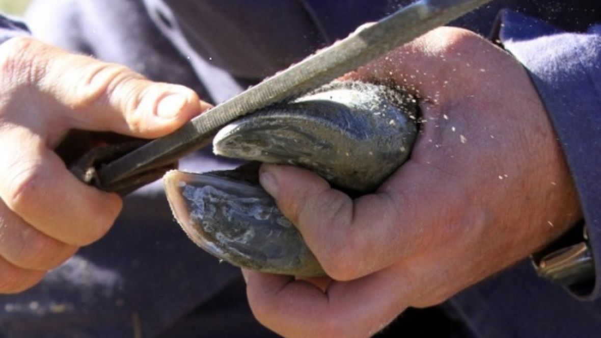 ABCZ, Senar Minas e Sindicato Rural de Uberaba realizam curso gratuito de Casqueamento de Zebuínos