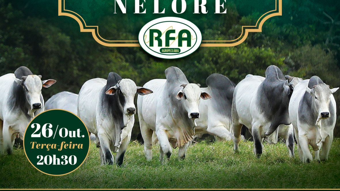 Faltam cinco dias para o Leilão Virtual Touros Nelore RFA