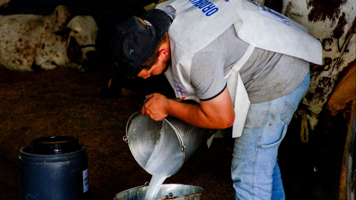 88ª ExpoZebu: Ordenhas oficiais da 43ª edição do Concurso Leiteiro começaram hoje (30)