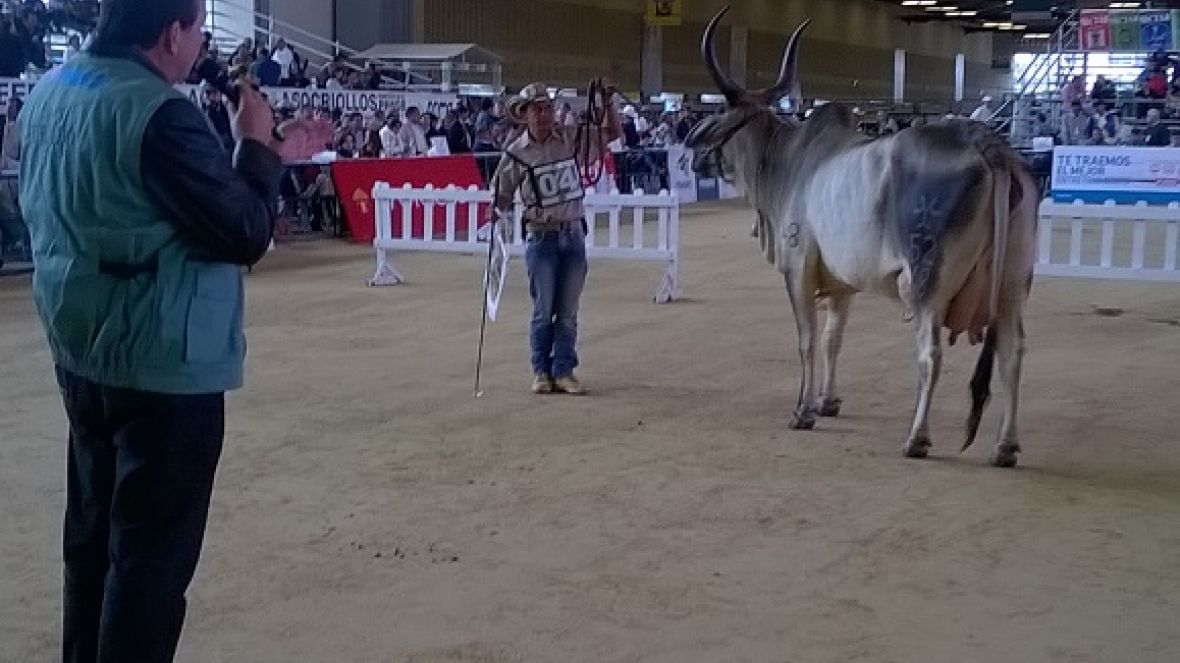 Genética brasileira tem força na Colômbia