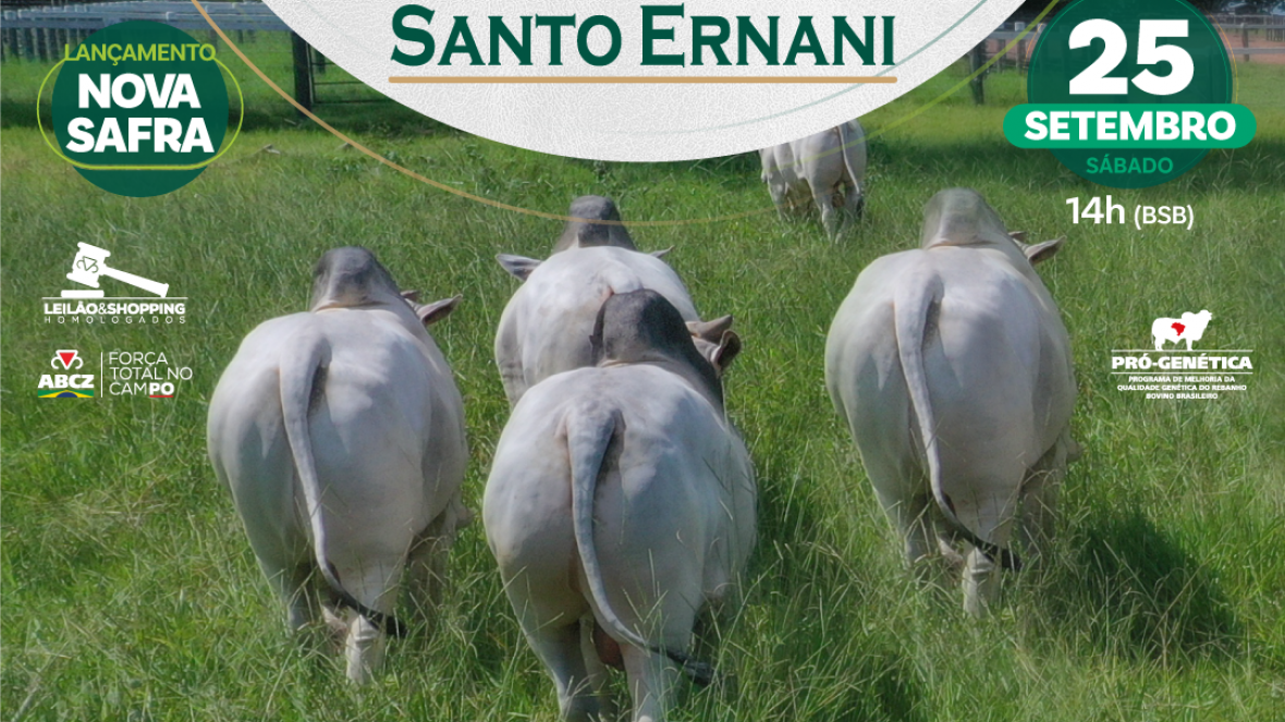 Leilão Virtual Genética Santo Ernani ofertará exemplares de Nelore e Tabapuã 