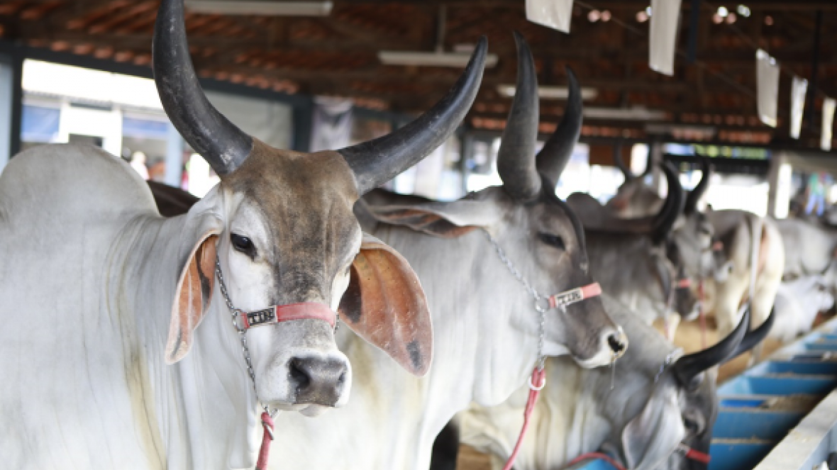 ExpoZebu 2019: Inscrições com maior desconto terminam amanhã (08)