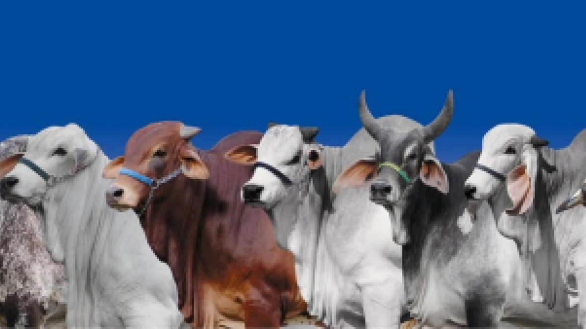 ExpoZebu 2016: ABCZ divulga regulamento do Julgamento Zebu a Campo