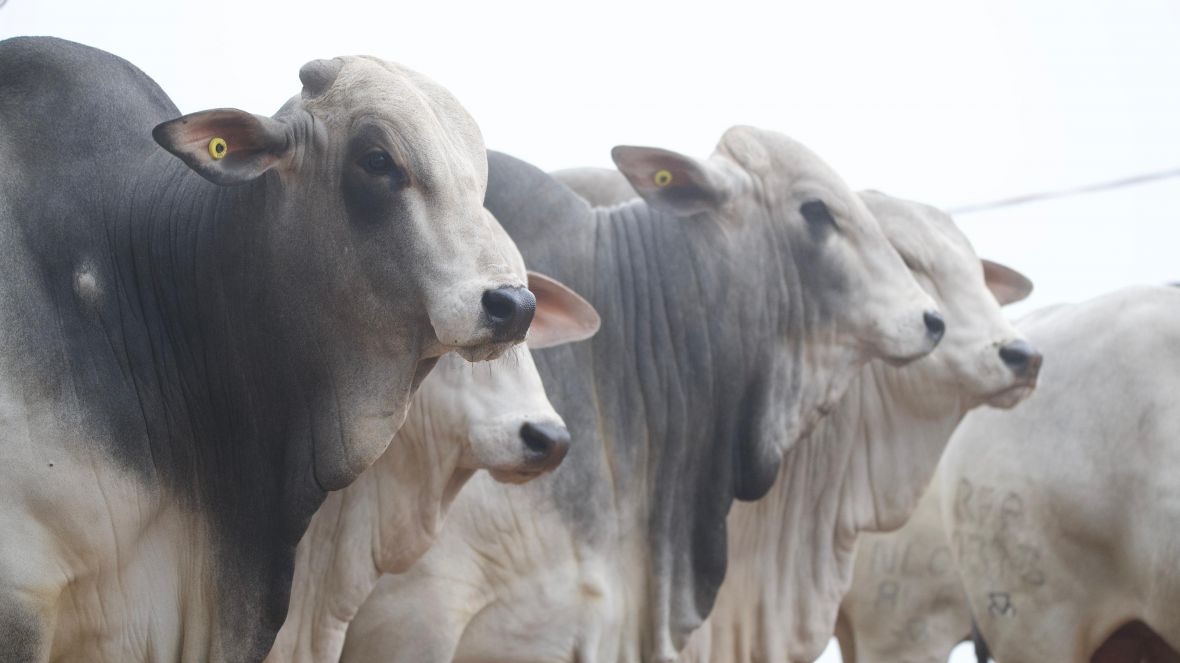 PNAT conecta criadores e centrais de inseminação com genética de ponta