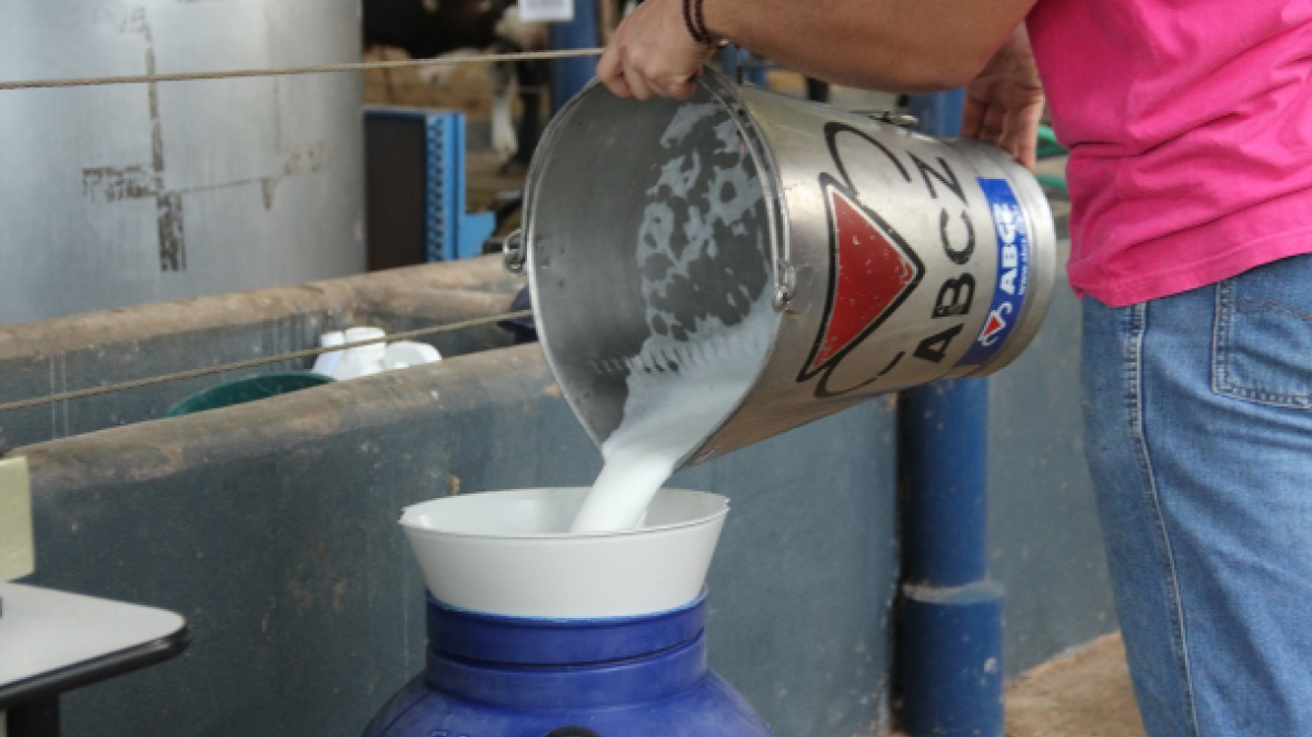 ExpoGenética: matrizes do 2º Concurso Leiteiro já estão na Fazu