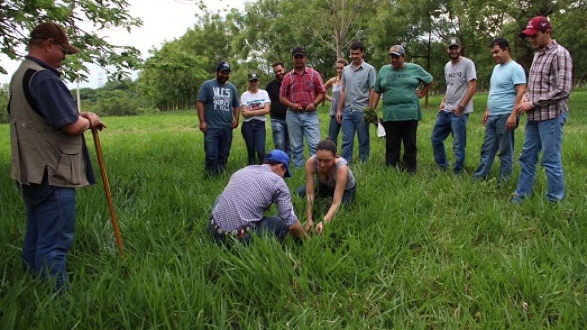 ABCZ e Senar Minas realizam curso gratuito de formação e manejo de pastagens