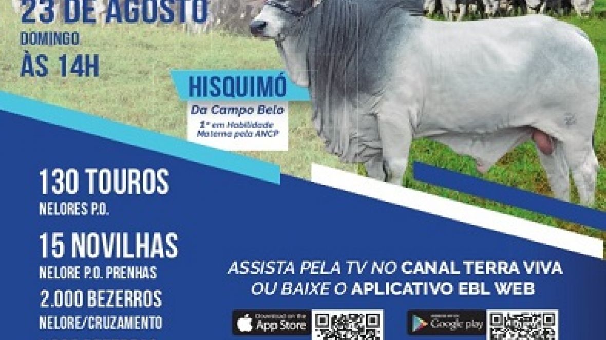 '4º Leilão da Agropecuária do Campo' acontece no próximo domingo (23) 