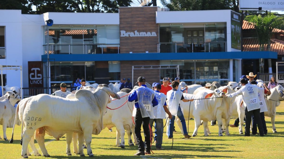 Inscrições abertas para a ExpoBrahman 2021