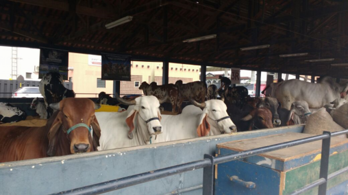 Indubrasil está na 83ª Expozebu