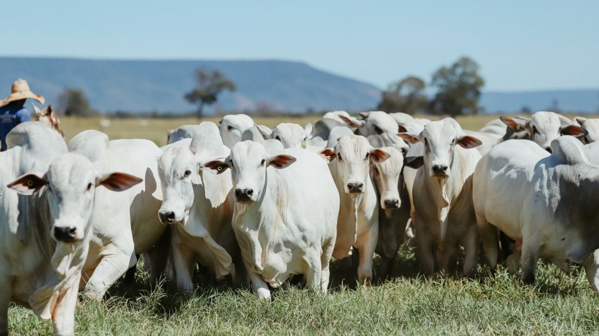AGRONEGÓCIO BRASILEIRO: terra fértil para crescimento econômico, sustentabilidade e inclusão social