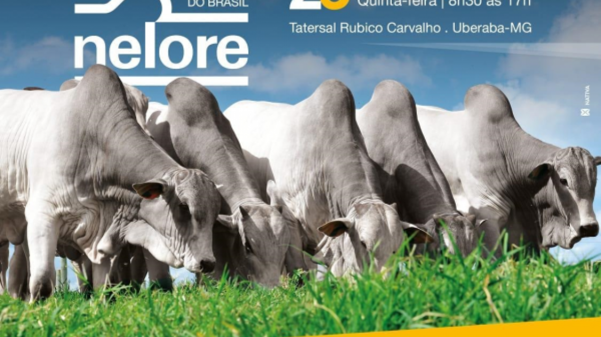 Expoinel: ACNB promove o 9º Simpósio Nelore ? A Carne do Brasil