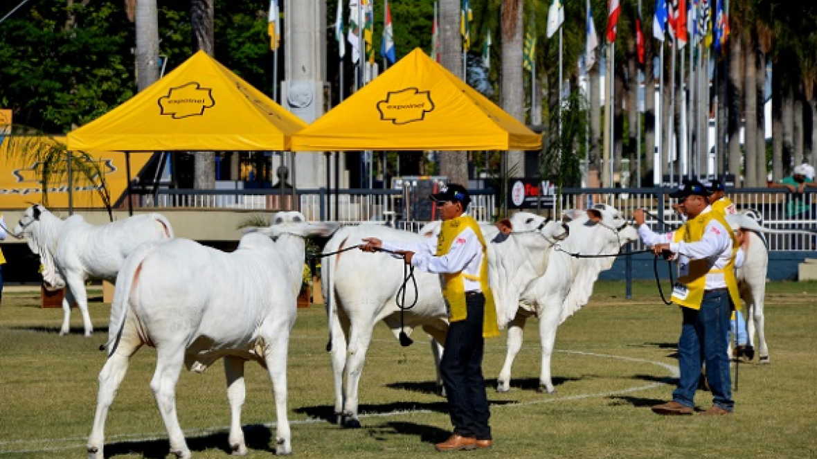 Inscrições para Expoinel 2015 começam na próxima semana