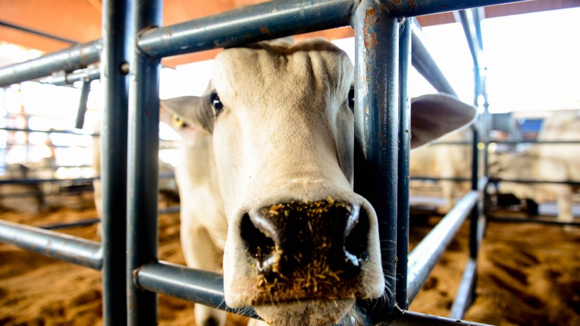 ExpoGenética 2022: Confira a programação desta quinta-feira (25)